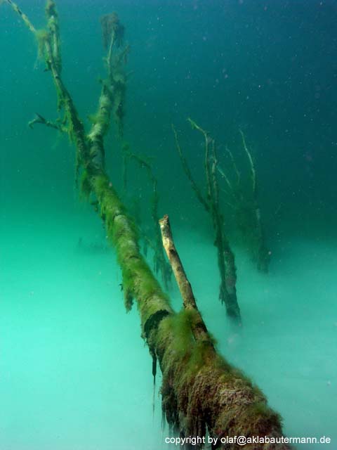 11_Baum_02