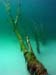 11_Baum_02
