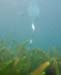 10_Schwan_01