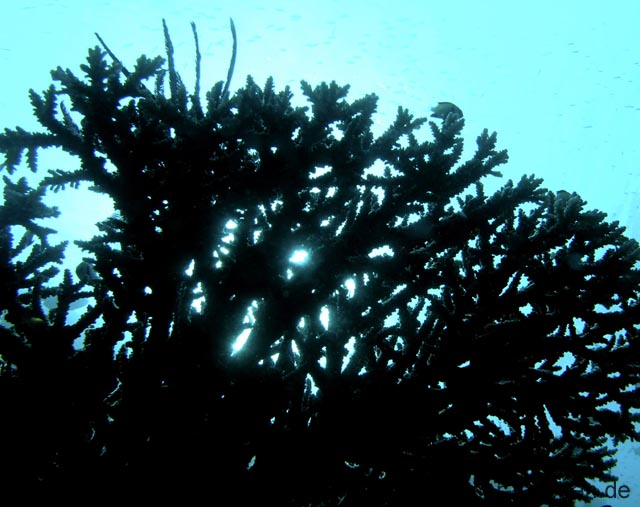 220_PC072736