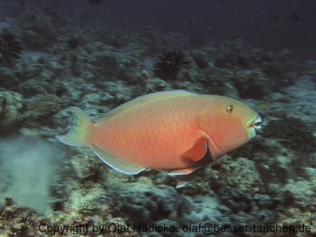 231_PC123290