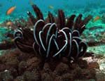 505_PC052547b