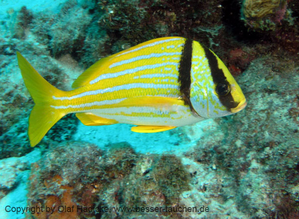 105_P5234913