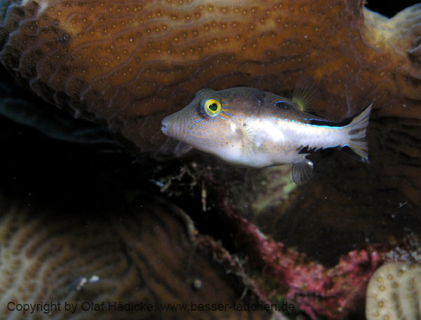 107_P5245073