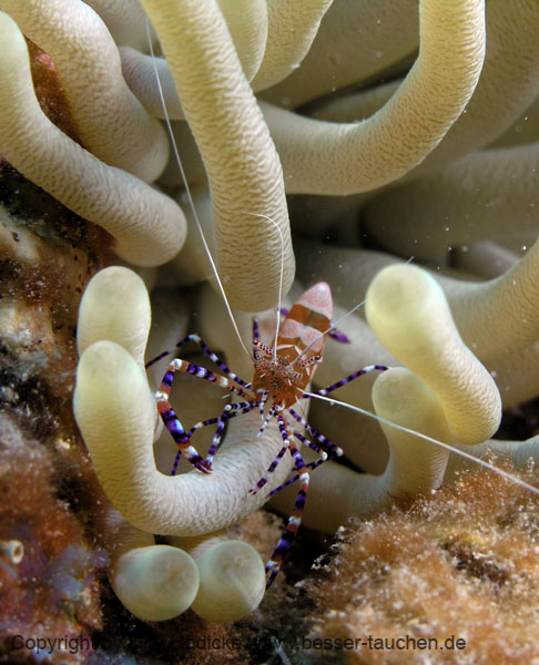 207_P5285644