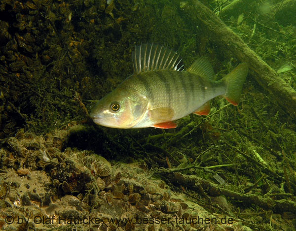 04_P7146690b