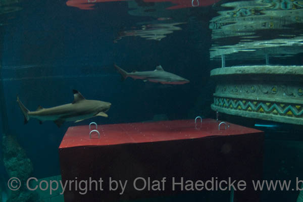 _DSC0162b