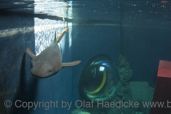 _DSC0184b
