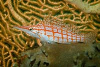 67_DSC0117