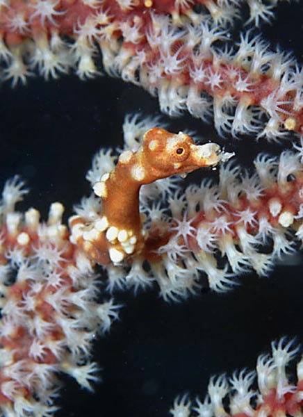 Olaf-Haedicke-Cebu