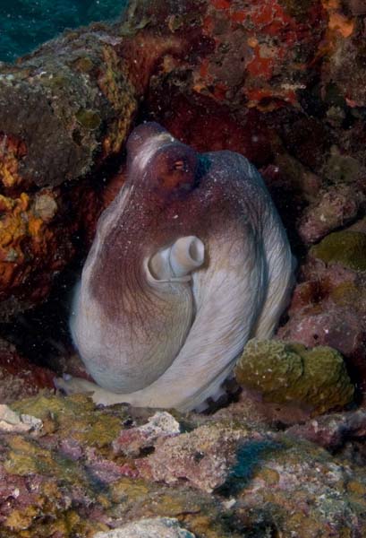 Olaf-Haedicke-Palau