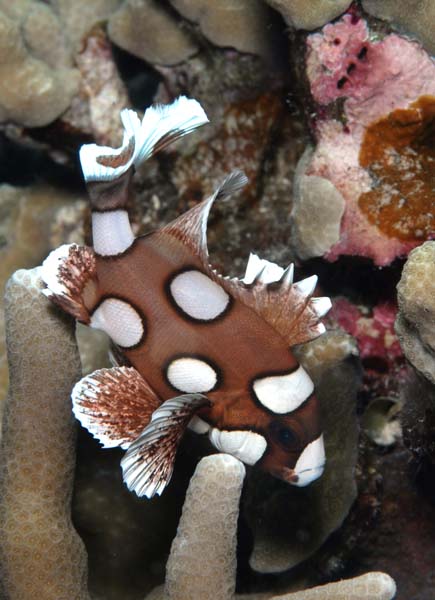 Olaf-Haedicke-Cebu