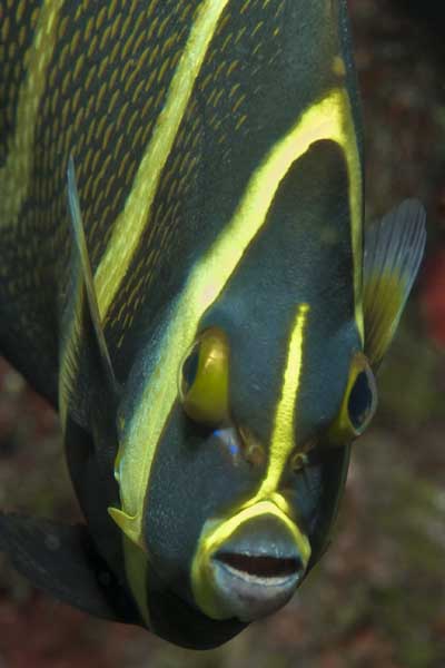 Olaf-Haedicke-Curacao