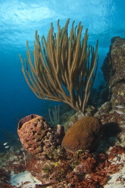 Olaf-Haedicke-Curacao