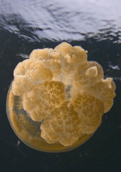 Olaf-Haedicke-Palau