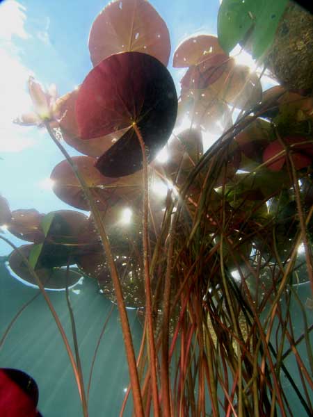 Olaf-Haedicke-Suesswasser